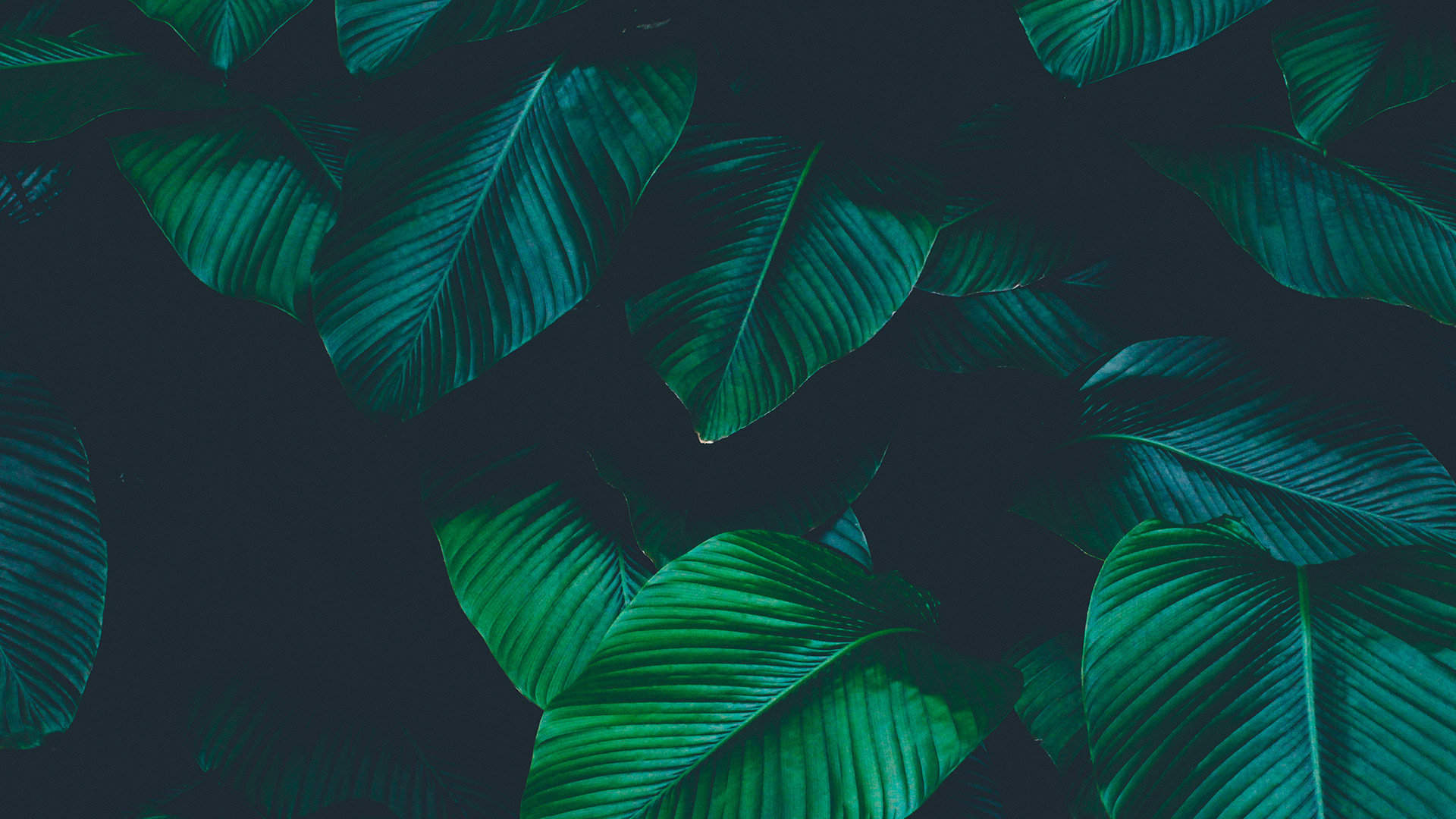 atreus_header accelerating digital transformation